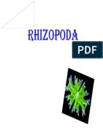 1 Rhizopoda PDF