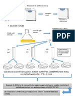 Aislamiento de MICROCOCCUS SP