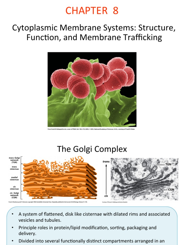Cytoplasmic Membrane Systems: Structure; Func>on; and Membrane