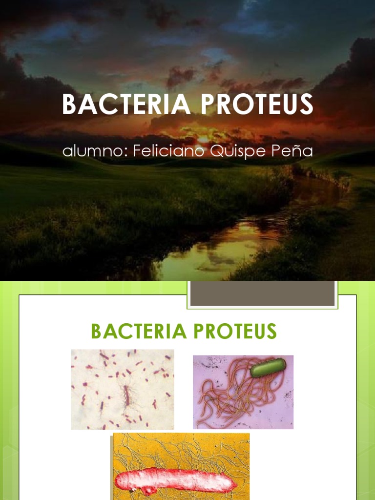 Transmisión y tratamiento de Proteus | PDF | Las bacterias | Heces