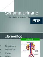 Sistema Urinario