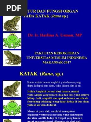 520 Koleksi Gambar Hewan Amfibi Dan Fungsinya Terbaru