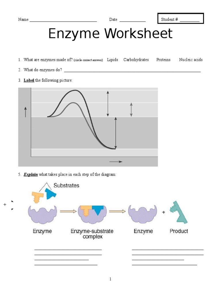 Unit 1 Enzyme Worksheet PDF