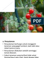 Perawatan Tomat