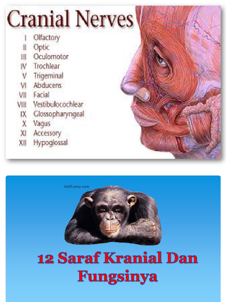 Mengenal 12 Saraf Kranial , Mengenal Fungsi Penting Saraf Trigeminal ...