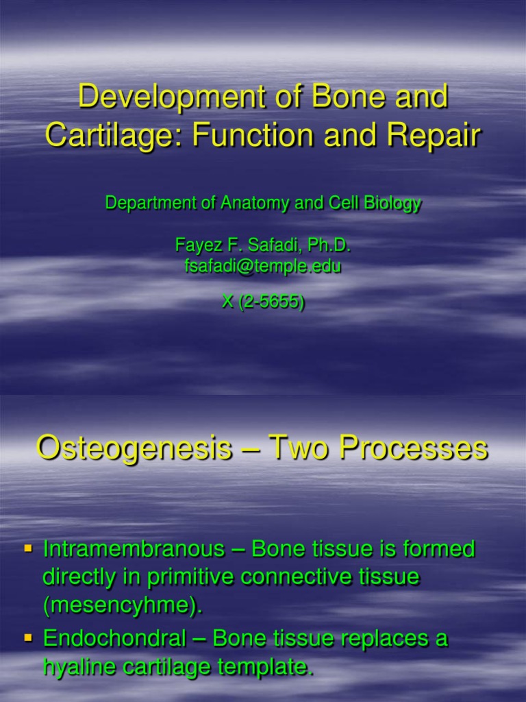 Bone and Cartilage Development Overview | PDF | Self-Improvement ...