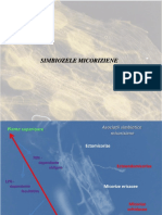 Simbioze Micoriziene