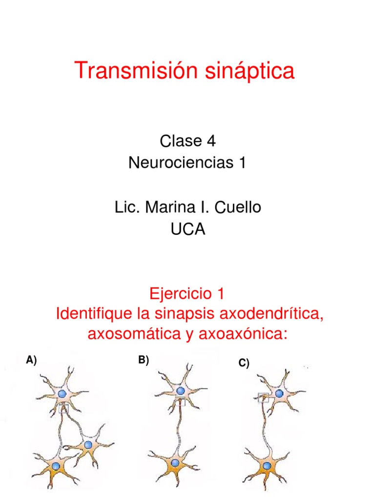 Transmisión Sináptica | PDF | Sinapsis | Comunicación celular