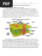 Cell Membrane Coloring Worksheet - KEY | Cell Membrane | Osmosis