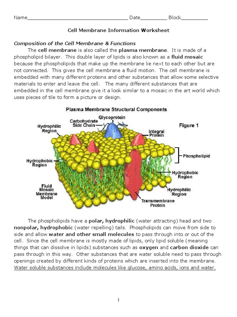 Cell Membrane Information Worksheet  Cell Membrane  Lipid Bilayer With Cell Membrane Coloring Worksheet