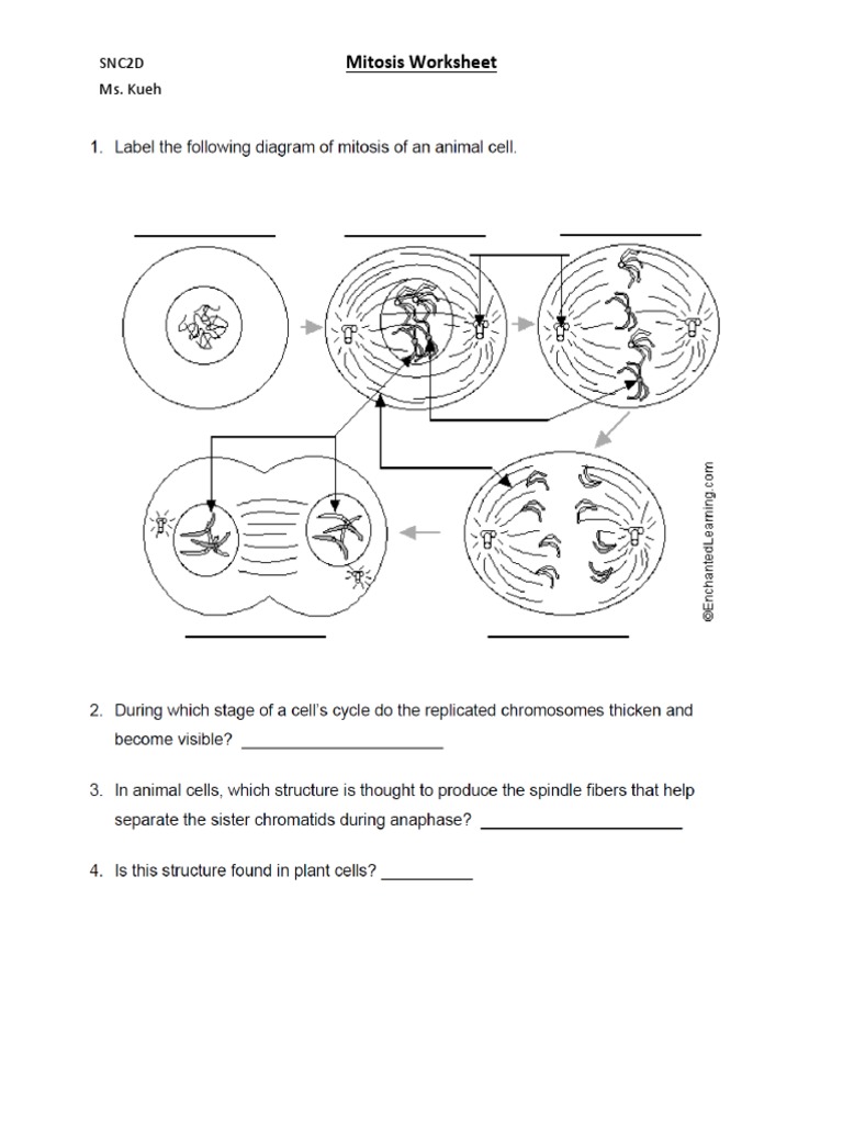 Lesson 3 Mitosis Worksheet