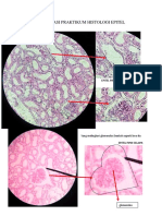 Kompilasi Praktikum Histologi Epitel