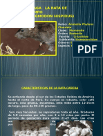 Proteccion Vegetal Rata de Campo