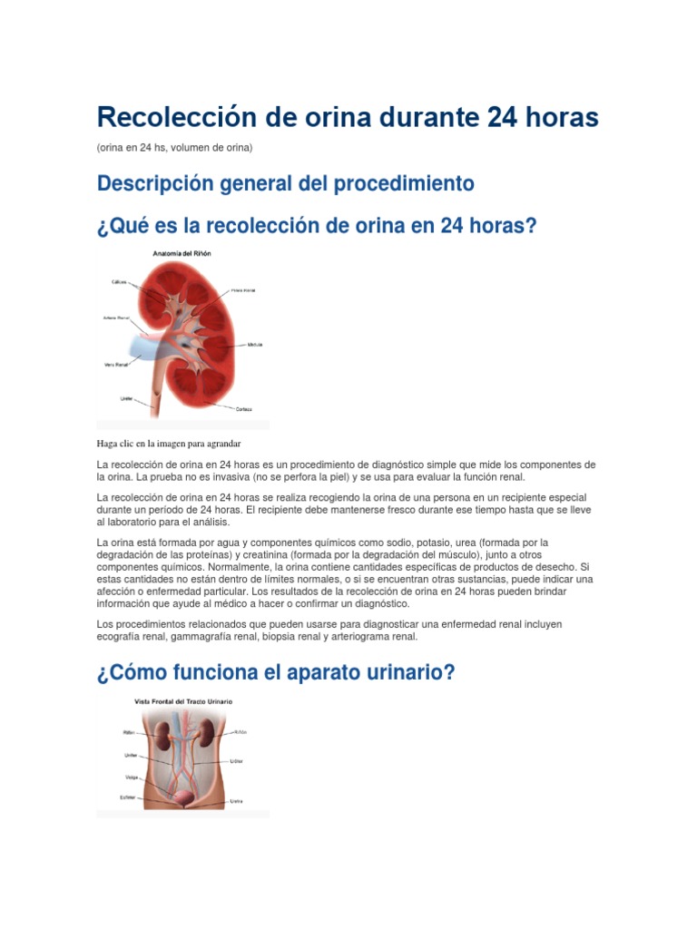 Recolección de Orina Durante 24 Horas Riñón Orina
