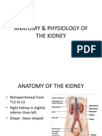 Anatomy & Physiology of Kidney