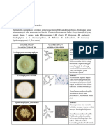 Morfologi Jamur