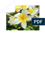 Plumeria Alba - parfumata
