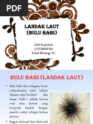 Ppt Landak Laut Bulu Babi