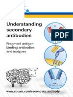 Understanding Secondary Antibodies