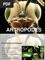Aula de Artropodes