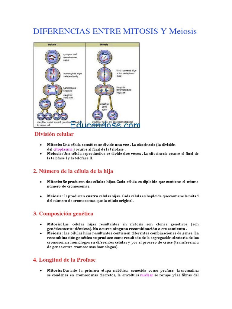 Diferencias Entre Mitosis y Meiosis Meiosis Mitosis