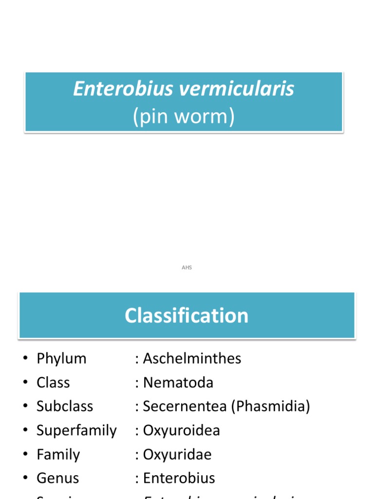 Enterobius vermicularis evolúciós forma