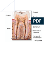 gambar gigi.pdf