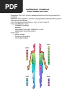 METAMERAS | PDF | Mano | Dedo del pie