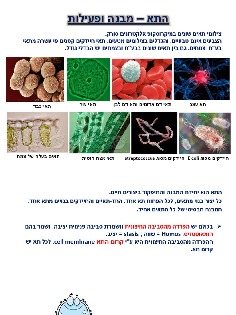 תשעח התא מבנה ופעילות