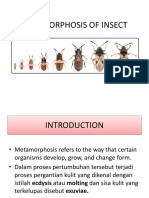 Insect Metamorphosis Presentation