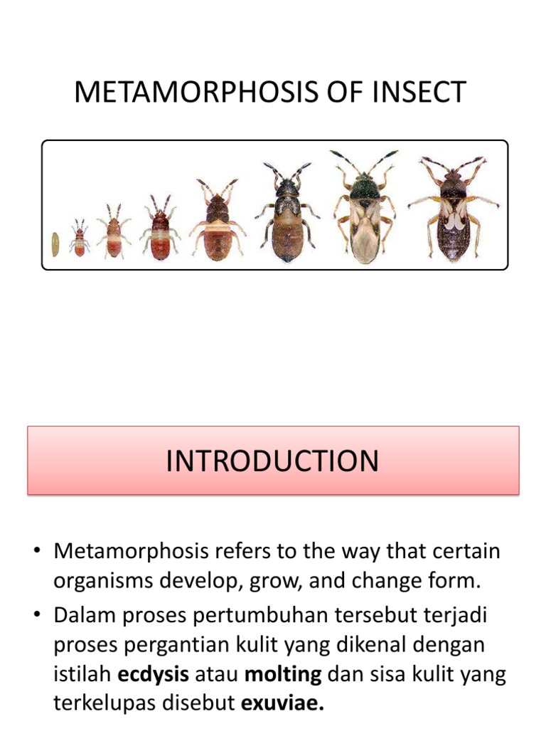 Insect Metamorphosis Presentation | Drosophila Melanogaster | Genetics