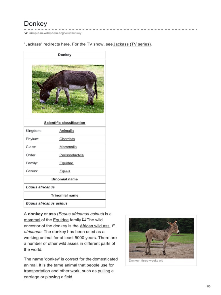 Donkey Taxonomy and Scientific Name | PDF | Donkey | Equus (Genus)