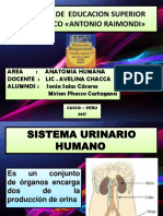 SISTEMA URINARIO HUMANO.pptx