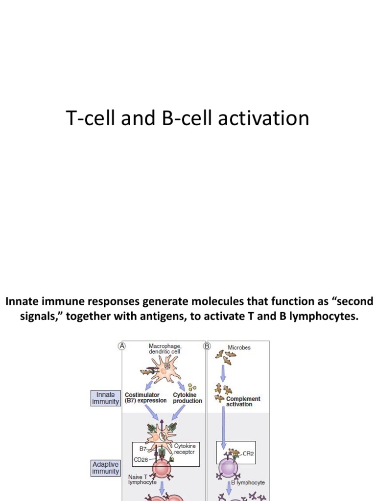 C-12-Tcell and Bcell Activation | PDF | B Cell | T Helper Cell