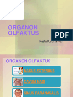 organ olfaktori.ppt