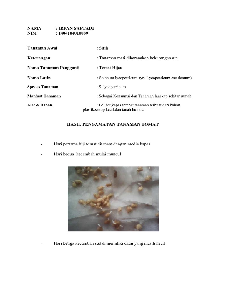 Hasil Pengamatan Tanaman Tomat Pdf