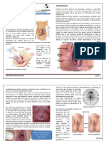 Anatomia Gincologica..Dra Centellas