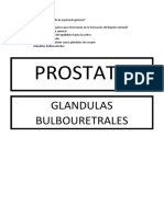 Prostata: Glandulas Bulbouretrales