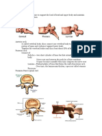 Anatomy of Spine