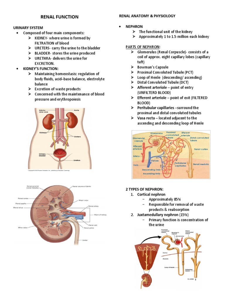 1 Renal Function Renal Function Kidney