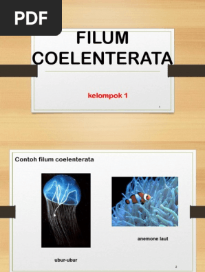 Ppt Coelenterata