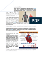 El Ciclo Cardíaco
