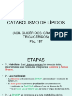 7catabolismo de Lípidos