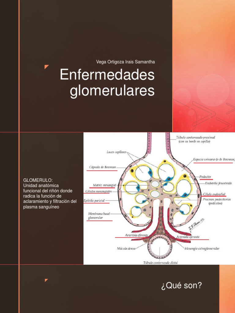 Enfermedades Glomerulares | PDF | Sistema inmune | Medicina CLINICA