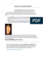 Functional Anatomy of The Adrenal Gland