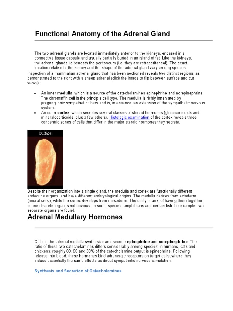 Functional Anatomy of The Adrenal Gland | PDF | Nature | Adrenal Gland