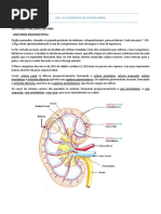 Cap 32 - Fisiologia Renal - Berne - Resumo