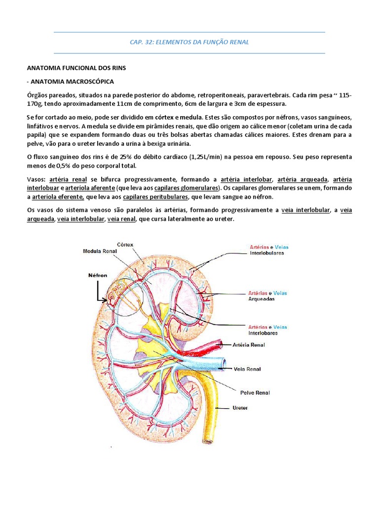 Anatomia e Função dos Rins e Néfrons | PDF | Rim | Anatomia, image size:768x1024