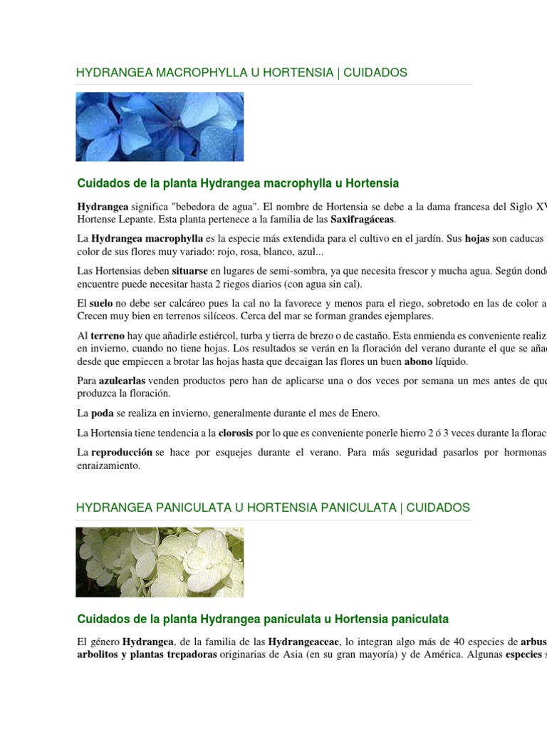 Hydrangea Macrophylla U Hortensi | PDF | Botánica | Plantas de jardín, image size:768x1024