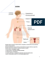 Sistemul Endocrin